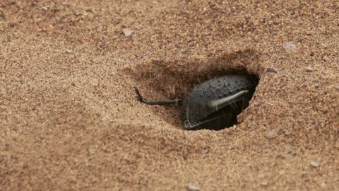 🌿 Scarab Beetle Unearths Mink in Mesmerizing Sand Dig! 🐜🏜️