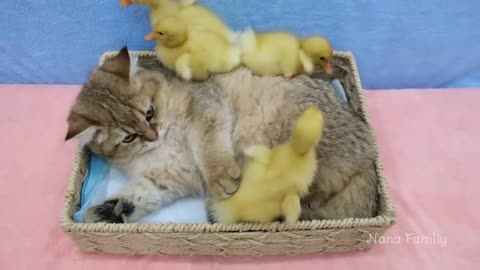 Kitten_plays_with_duckling_so_cute