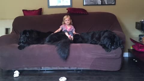 Massive dogs leave no room on couch for little girl