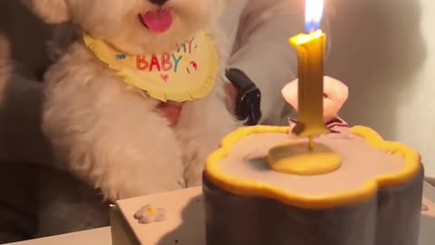 It turns out that dogs also like surprises