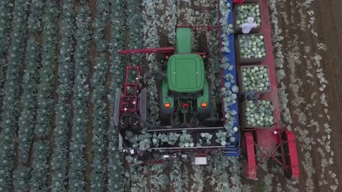 World Modern Agriculture Technology - Broccoli_ Cabbage_ carrot_ onion Harvesting machine