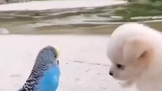 Puppy and His Bird Friend