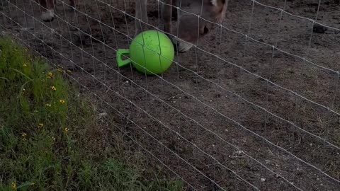 Donkeys Playing with a Ball for the First Time!