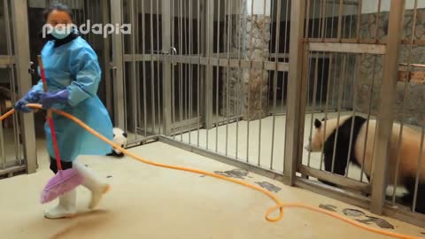 Panda keeper gives the baby cub back to his mum