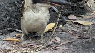 Kookaburra Eating a Venomous Baby Brown Snake