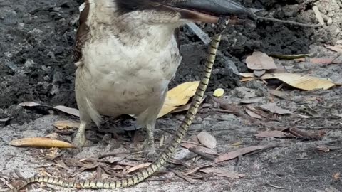 Kookaburra Eating a Venomous Baby Brown Snake