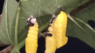 Lagarta saindo do ovo até virar borboleta!