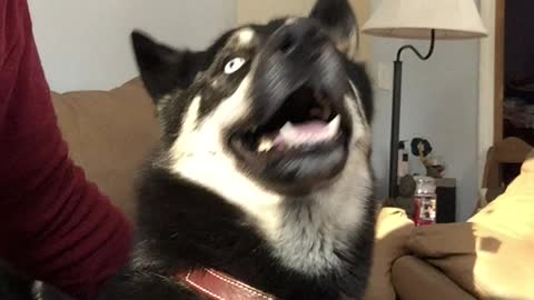 Cute husky plays with owner!