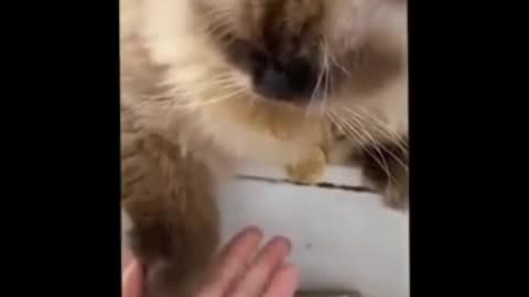 Funniest Cats 😹 - Don't try to hold back Laughter 😂 - Funny Cats Life