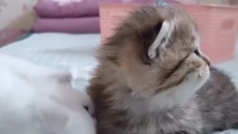 Very cute cats video