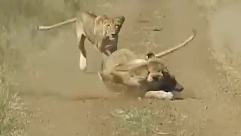 2 Lions catch wild boar #shorts #wildlifeanimal