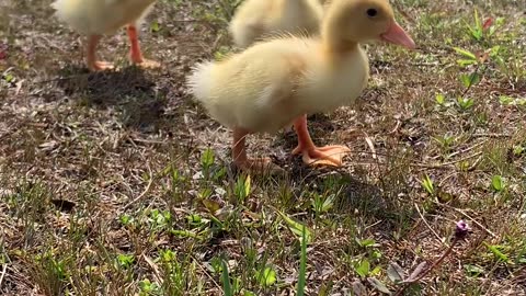Ducklings Living their Best Life