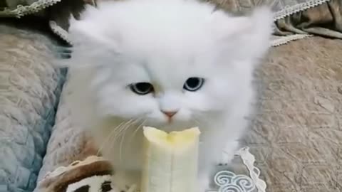 Cat loves banana