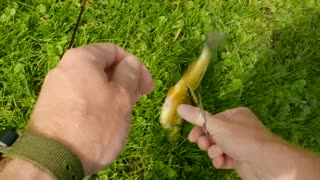 Golden Shiner SMOKES my Jerkbait while Bass Fishing