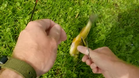 Golden Shiner SMOKES my Jerkbait while Bass Fishing