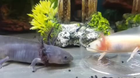 Axolotl