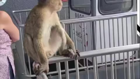 videos of a funny monkey