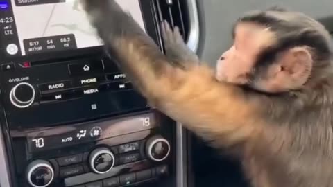 Monkey loves car cleaning