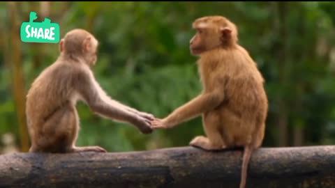 Funniest Monkey - cute and funny monkey videos (Copyright Free) Full HD