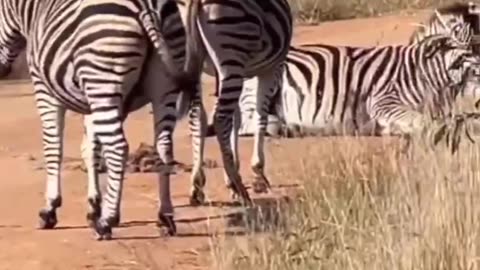 Funny Dance with zebra 😅😜