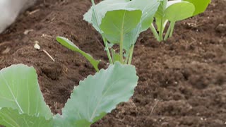 Descubre el Poder de las Mantas Térmicas Agrícolas