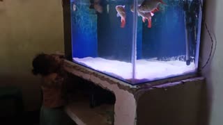 Feeding Oscar, Tinfoil barb, and Sevrum