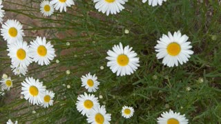 Oxeye Daisy