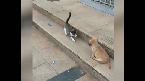 Funny pets playing together