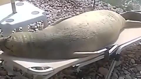 This Mediterranean Monk Seal relaxing in the early morning on Samos Island in Greece