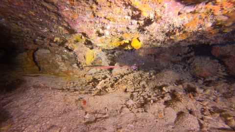 Red Sea SCUBA Diving - Filefish