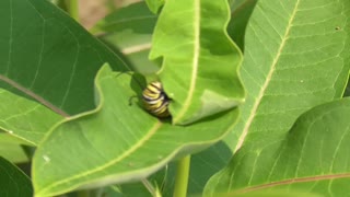 130Toussaint Wildlife - Oak Harbor Ohio - Monarchs While They're Here