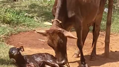 A beautiful Cow giving birth to a lovely female