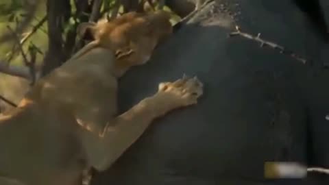 Dog-Like Lion's Playful Climb: Surprising Bond with a Chubby Elephant!