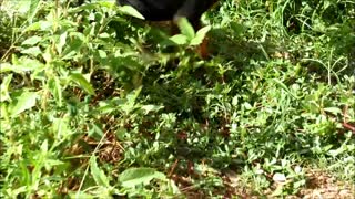 Funny, puppy playing in the grass for the first time