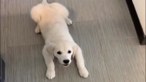 A dog being scolded by its owner