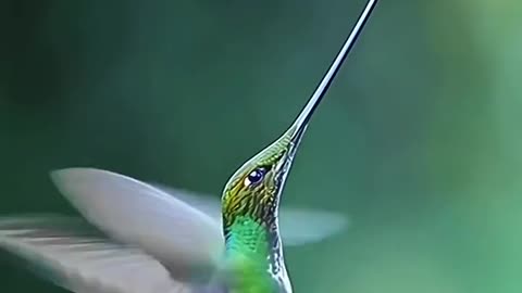 Beautyfull Humigbird