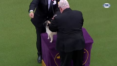 Watch 5 of the best WKC Dog Show moments to celebrate National Puppy Day | FOX SPORT