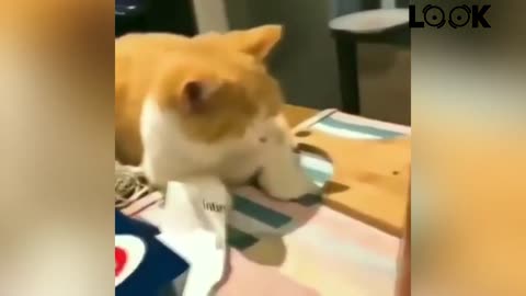 Funny cute cat videos compilation