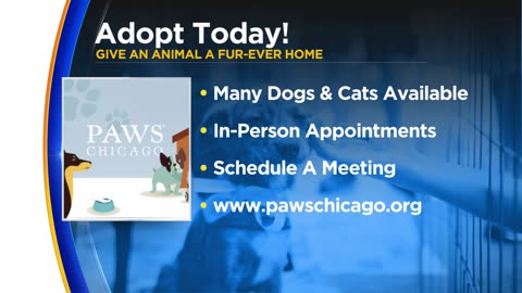 PAWS Pet of the Week: Mars