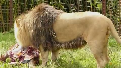 Feeding of lions in zoo