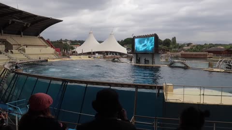 Marineland Antibes Orca Show 30/10/2023