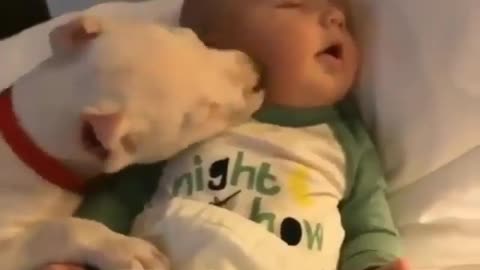 Playful Puppy Adorably Kisses Baby´s Face