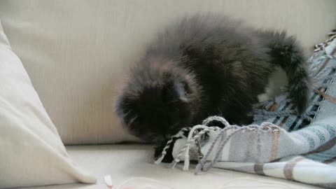 cat play with blanket