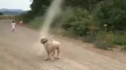 Brave Dog Stops Tornado from Forming