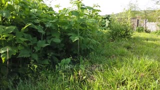 Sounds of nature in Serbia