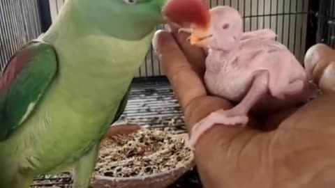 Raw parrot Feeding Yellow RingNeck Parrot