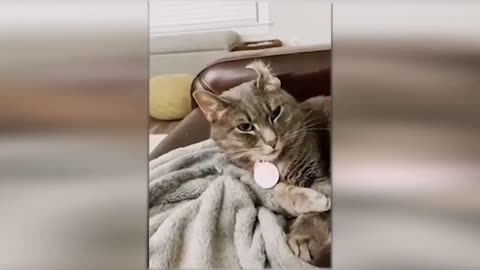 Cute and Funny Cat Videos: Cutest and Funniest