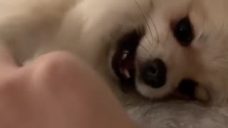 Pomeranian Puppy Loves Tickles