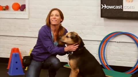 How to Teach the Give Paw Trick Dog Training At Home