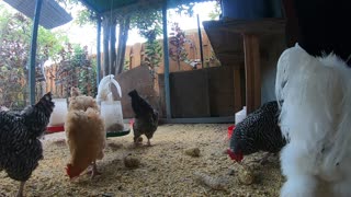 Backyard Chickens Relaxing Chicken Coop Video Sounds Noises Hens Clucking Roosters Crowing!